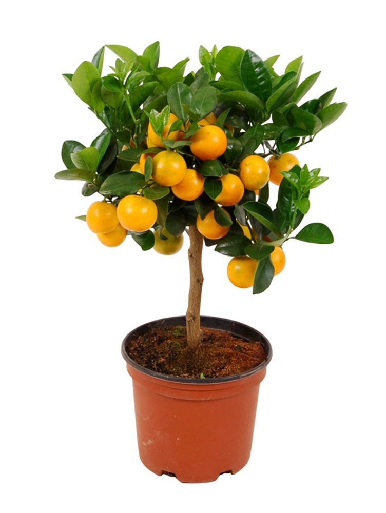 Prodej Rostlin Citrusu () Prodej Rostlin Citrusu