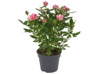 GROW by OBI Pokojová růže (Rosa hybrida) GROW by OBI Pokojová růže (Rosa hybrida)