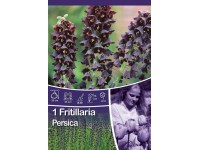 Řebčík perský - Fritillaria Persica