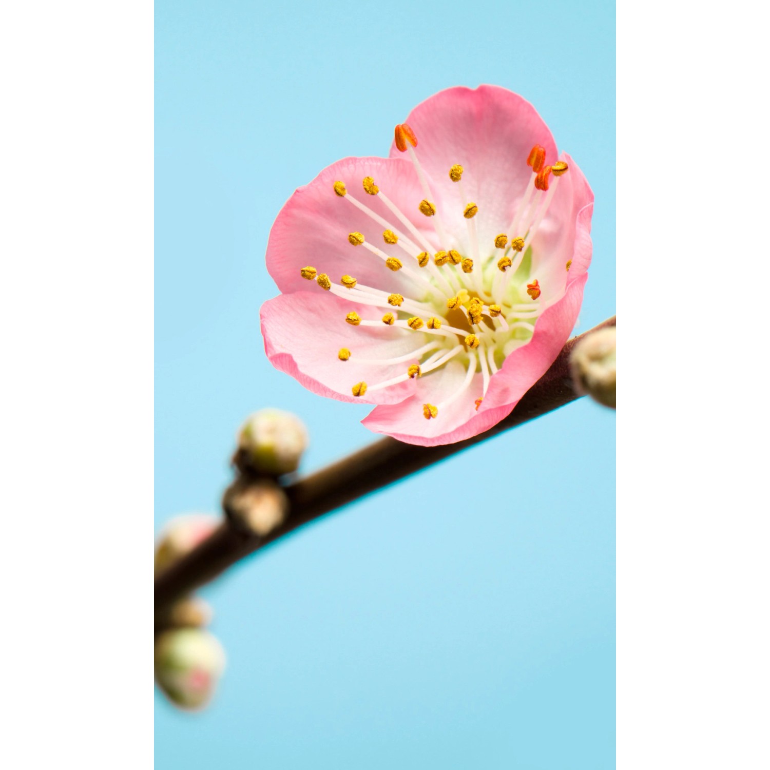Komar Vliesová fototapeta Peach Blossom 150 x 250 cm