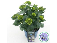 Hortenzie velkolistá Hortenzie velkolistá