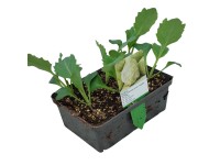 Landgard Zelí bílé (Brassica oleracea var. capitata f. alba) 6 ks v misce