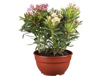 GROW by OBI Oleandr obecný (Nerium oleander), vícebarevný, 100 cm, pr. 26 cm