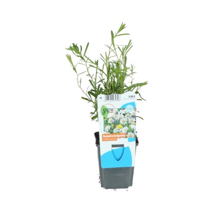 GROW by OBI Řebříček bertrám (Achillea ptarmica) pr. cca 9 cm