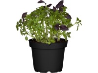 Bazalka červená, pr. květináče cca 11 cm