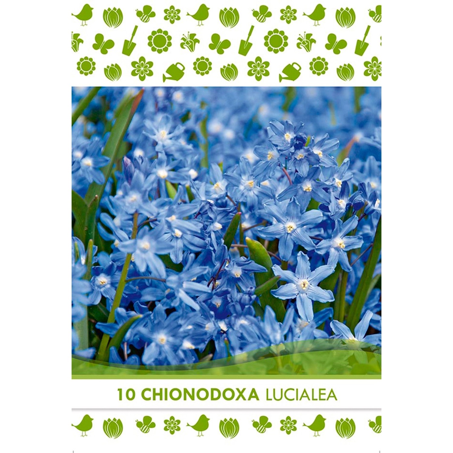Květinová cibulka ladoňky zářící (Chionodoxa Lucialea)