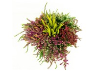 Q-Flower Vřes obecný (Calluna vulgaris) 