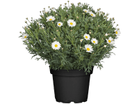 Landgard Kopretinovec dřevnatý (Argyranthemum frutescens) bílý cca pr. 18 cm Landgard Kopretinovec dřevnatý (Argyranthemum frutescens) bílý cca pr. 18 cm