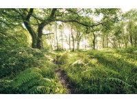 Komar Vliesová fototapeta Mystic Path 400 x 250 cm Komar Vliesová fototapeta Mystic Path 400 x 250 cm