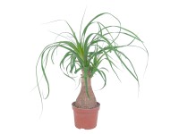 GROW by OBI Nolina průměr květináče cca 12 cm GROW by OBI Nolina průměr květináče cca 12 cm