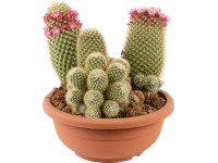 Aranžmá kaktusů v misce, průměr květináče cca 25 cm