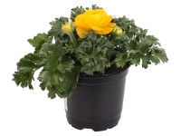 WW Flora Pryskyřník (Ranunculus) cca pr. 11 cm