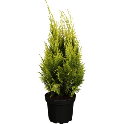 GROW by OBI Cypřišek Lawsonův (Chamaecyparis) "Ivonne" žlutý, 20-30 cm, kv. 2 l