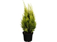 OBI Cypřišek Lawsonův OBI Cypřišek Lawsonův