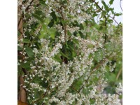 Opletka čínská (Fallopia aubertii), bílá, 60-80 cm, pr. kv. 17 cm