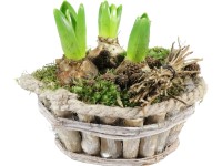 Podzimní aranžmá hyacintů v dřevěné nádobě průměr květináče cca 18 cm