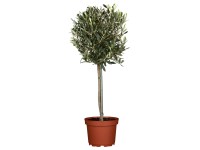 Olivovník evropský (Olea europaea), 140-150 cm, pr. kv. cca 24 cm Olivovník evropský (Olea europaea), 140-150 cm, pr. kv. cca 24 cm