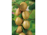 Grow by OBI Aktinidie čínská - kiwi 