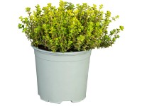 GROW by OBI Tymián GROW by OBI Tymián