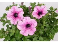 Petúnie Grandiflora sada 10 ks