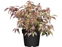 OBI Leucothoe OBI Leucothoe