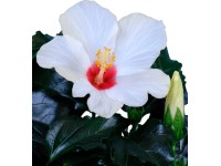 GROW by OBI Pokojový ibišek (Hibiscus), bílý, výška 30-40 cm, průměr kv. 13 cm