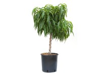 GROW by OBI Nektarinka (Prunus nucipersica) GROW by OBI Nektarinka (Prunus nucipersica)