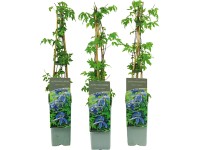 Plamének alpský (Clematis alpina) fialově modrá, výška cca 40-60 cm, kv. cca 2 l