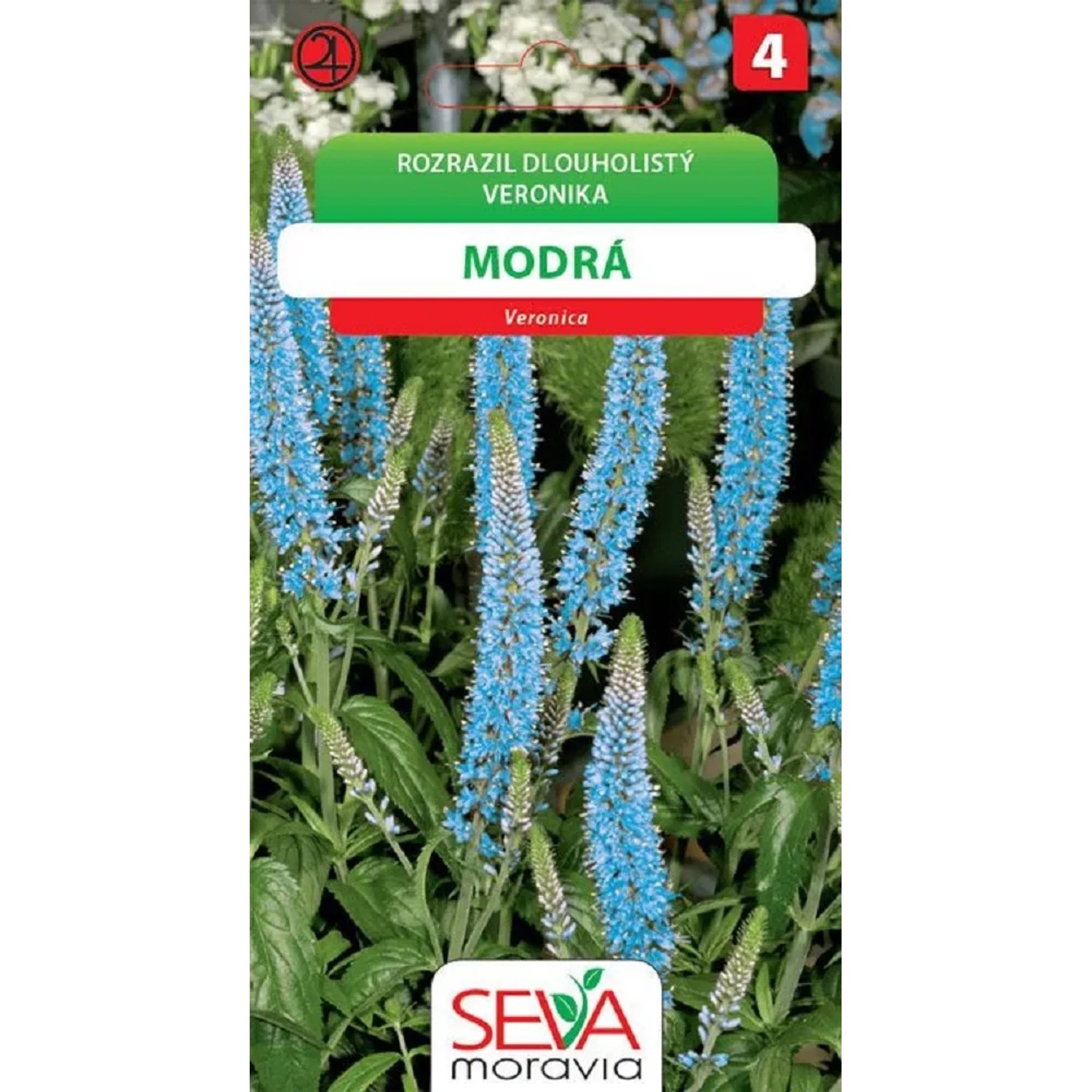 Semínka Rozrazil dlouholistý modrá (Veronica longifolia)