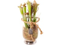 Aranžmá masožravé rostliny ve skleněné nádobě o průměru cca 18 cm