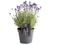 GROW by OBI Levandule lékařská (Lavandula angustifolia), pr. 15 cm GROW by OBI Levandule lékařská (Lavandula angustifolia), pr. 15 cm