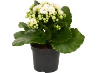 GROW by OBI Kolopejka 