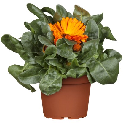 GROW by OBI Měsíček žluto-oranžový (Calendula Officinalis) 30-40 cm, pr. 12 cm