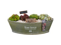 Royal Lemkes Netřesky (Sempervivum) v dřevěné nádobě 42 cm