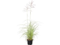 GROW by OBI Ozdobnice čínská (Miscanthus Sinensis Flamingo), pr. květináče 28 cm GROW by OBI Ozdobnice čínská (Miscanthus Sinensis Flamingo), pr. květináče 28 cm