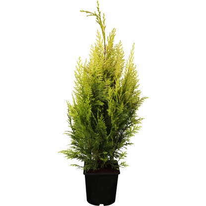 GROW by OBI Cypřišek Lawsonův (Chamaecyparis) "Ivonne" žlutý, 50-60 cm, kv. 5 l
