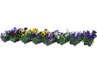 Floricode Violka rohatá (Viola Cornuta) mix barev 10-pack