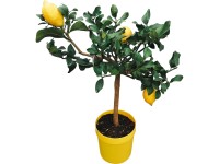 Grow by OBI Citrus na kmínku, pr. květináče 20 cm, cca 80 cm