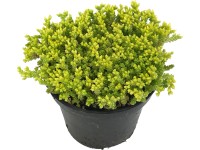 OBI Rozchodník ostrý žlutý průměr květináče cca 12 cm Sedum OBI Rozchodník ostrý žlutý průměr květináče cca 12 cm Sedum