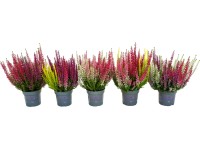 Q-Flower Vřes obecný (Calluna vulgaris) 