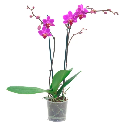 Orchidej Phalaenopsis Multiflora světle fialová 2výhonková 12 a více květů