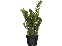 Royal Lemkes Kulkas zamiolistý (Zamioculcas zamiifolia), výška 65 cm, pr.kv.19cm Royal Lemkes Kulkas zamiolistý (Zamioculcas zamiifolia), výška 65 cm, pr.kv.19cm