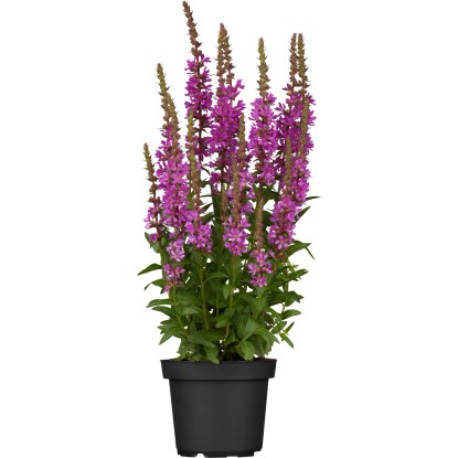 GROW by OBI Kyprej vrbice (Lythrum salicaria) pr. květináče 19 cm