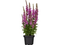 GROW by OBI Kyprej vrbice (Lythrum salicaria) pr. květináče 19 cm