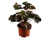 OBI Dlužicha krvavá 