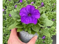 Grow by OBI Petúnie převislá (Petunia x hybrida), mix, pr. cca 12 cm Grow by OBI Petúnie převislá (Petunia x hybrida), mix, pr. cca 12 cm