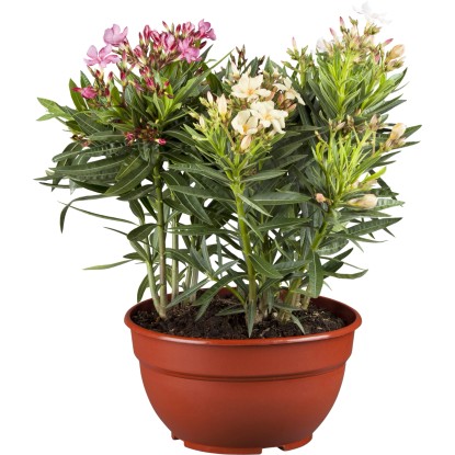 GROW by OBI Oleandr obecný (Nerium oleander), vícebarevný, 50 cm, pr. 15 cm