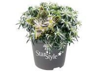 Japonská azalka (Rhododendron obtusum) Japonská azalka (Rhododendron obtusum)