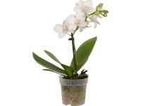 Orchidej Phalaenopsis 1výhonková průměr květináče cca 7 cm