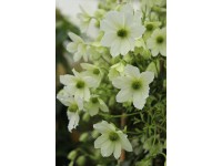 Plamének (Clematis Hybride) 